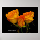 Search for three roses posters Floral