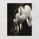 Search for bleed postcards Black and white