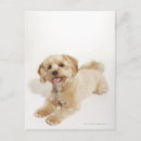 Search for loyalty photography Small business