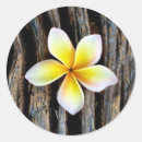Search for plumeria wedding stickers Hawaiian