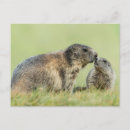 Search for marmot postcards Woodchuck