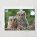Search for two animals cards Cute