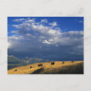 Search for montana postcards Buffalo