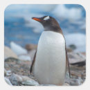 Search for antarctic stickers Blue