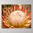 Search for protea posters South africa