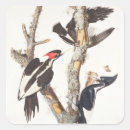 Search for audubon birds stickers 1829