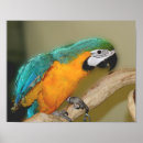 Search for gold macaw posters Parrot