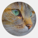 Search for observation stickers Cat