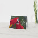 Search for red parrot cards Parrots
