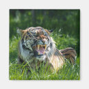 Search for roar magnets Tiger