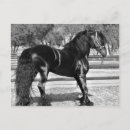 Search for stallion postcards Horses