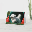 Search for bichon cards Photography