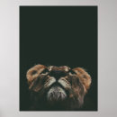 Search for looking up posters Animal