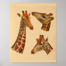 Search for vintage giraffe art Natural