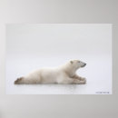 Search for polar bear posters Environment