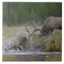 Search for fight tiles Fauna