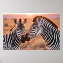 Search for zebra animal posters Safari