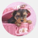 Search for yorkshire terrier stickers Adorable