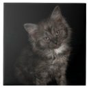 Search for black and white cat tiles Fluffy