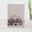 Search for shih tzu cards Cute