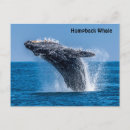 Search for breaching whale Marine mammal