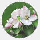 Search for spring tree stickers Nature