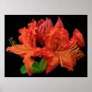 Search for orange blossom posters Flower