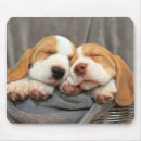 Search for beagle mousepads Puppies