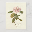 Search for azalea postcards Vintage