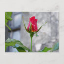 Search for single rose postcards Roses