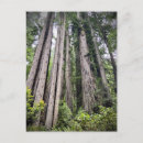 Search for redwood national park postcards Forest