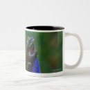 Search for green tree frogs mugs Nature