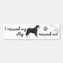 Search for bernese bumper stickers Berner