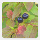 Search for huckleberry stickers Ripe