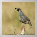 Search for quail posters California