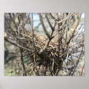 Search for nests posters Photography