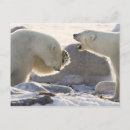 Search for hudson bay postcards Tourism