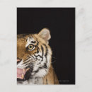 Search for tiger roaring postcards Aggression