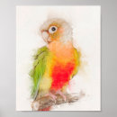 Search for green cheek conures art Bird