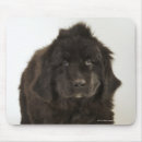 Search for one shot mousepads Cute