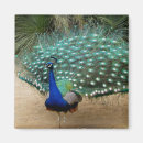 Search for peacocks magnets Beautiful