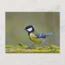 Search for tit postcards Nature