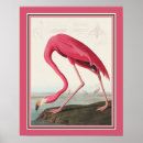 Search for american flamingo posters Pink