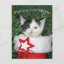 Search for funny cute christmas cards Kitten
