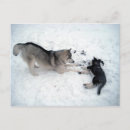Search for siberian postcards Cute