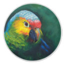 Search for parrot knobs and pulls Tropical