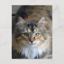 Search for tabbies postcards Animals