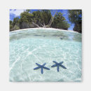 Search for star magnets Tree