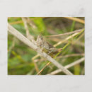 Search for green grasshopper postcards Wildlife