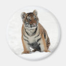 Search for cub magnets Adorable